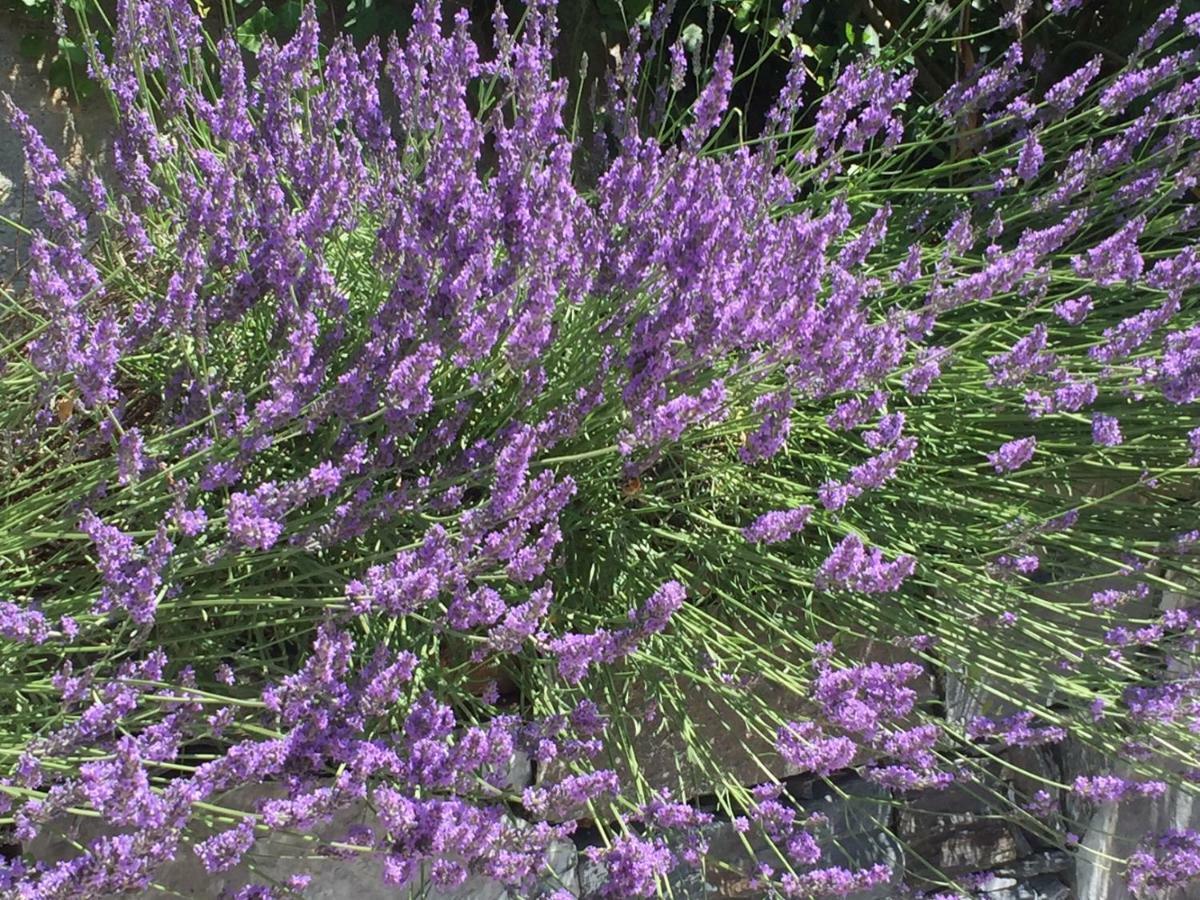 Maison Casa Lavanda Bellagio Dış mekan fotoğraf